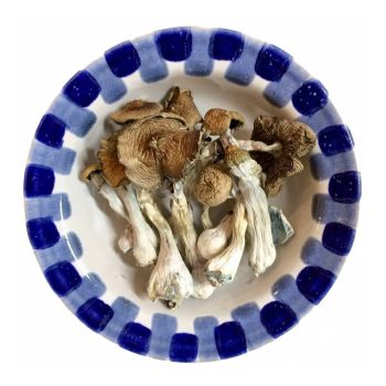 Blue Meanie Magic Mushrooms