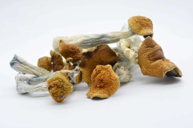Blue Meanie Magic Mushrooms - Image 2