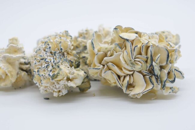 Premium  Enigma Magic Mushrooms - Image 2