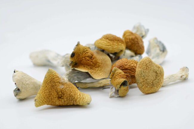 Golden Teacher Magic Mushrooms - Image 2