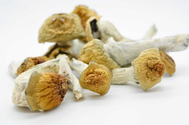 Penis Envy Magic Mushrooms - Image 2