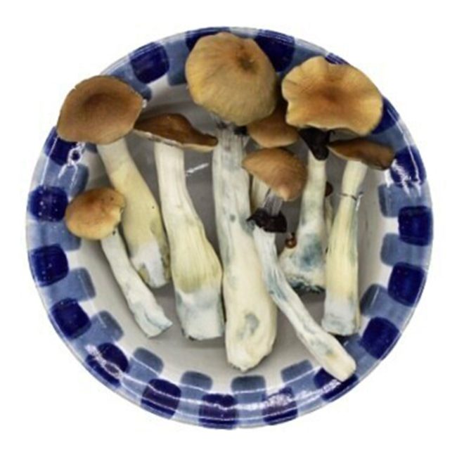 Premium Blue Meanie Magic Mushrooms
