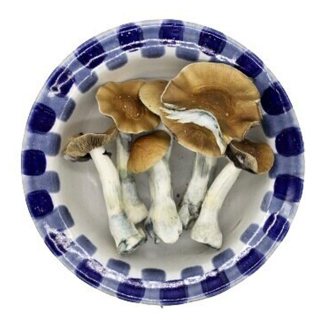Premium Golden Teacher Magic Mushrooms