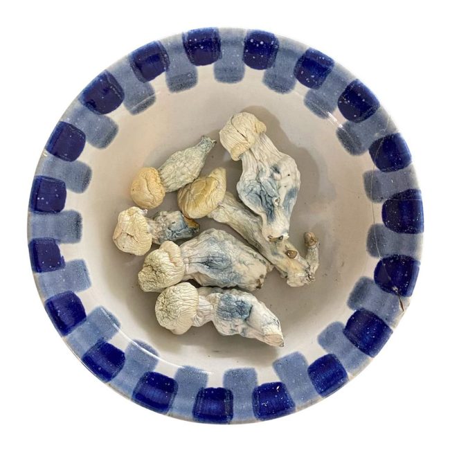 True Albino Teacher Magic Mushrooms